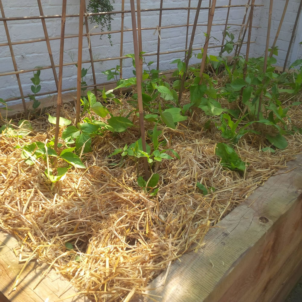 Edge vegetable raised bed with straw mulch for low maintenance growing